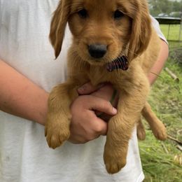 Golden Retriever Puppies from Charlottes Goldens