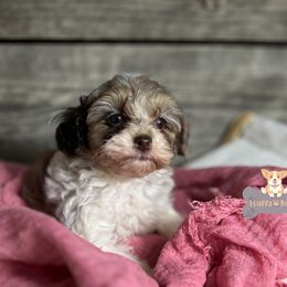 Cavalier King Charles Spaniels, Golden Retrievers, and Schnoodles from Fluffy Buttz