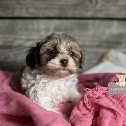 Cavalier King Charles Spaniels, Golden Retrievers, and Schnoodles from Fluffy Buttz