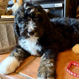 Red Male - Tri-color male Bernedoodle puppy in Coeur D’alene, Idaho from HooDoodles