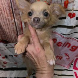 6590 Terry - Chocolate blue male Chihuahua puppy in Palmyra, Indiana from Country Star Chihuahuas