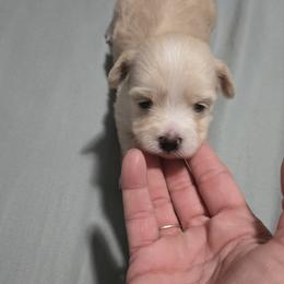 Girl 1 - Cream female Maltipoo puppy in Brooksville, Florida from DeVall Maltipoos
