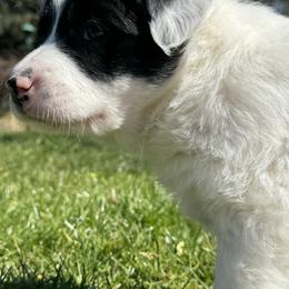 Sporty Mix Puppies from Seay's Sporty Mixes