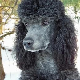 Aussiedoodles, Miniature Australian Shepherds, and Poodles from Cape Cod Aussies / Cape Cod Poodles and Doodles