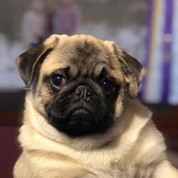 Pugs from Harmony Herd Family Farm AKC Pugs