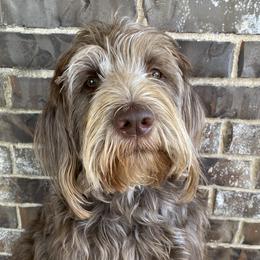 Olive - Labradoodle