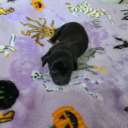 Solid black - Black male Dachshund puppy in West Plains, Missouri from Spring Creek Dachshunds