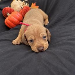 Mufasa AKC 3,000 - Red male Dachshund puppy in Indian Trail, North Carolina from Hilda’s Teenie Weenies