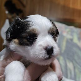 Girl 1 - White black and tan female Papillon puppy in Forest City, North Carolina from Eastern Papillions