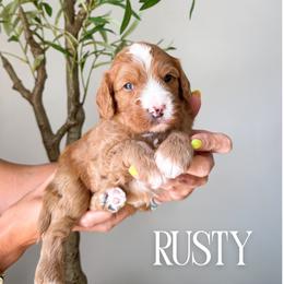 Boy 3 - male Bernedoodle puppy in South Jordan, Utah from Wonderful World Doodles