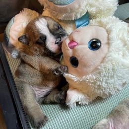 Bulldog Puppies from K & K Little Blessings