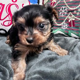 Yorkshire Terrier Puppies from Yorkietopia