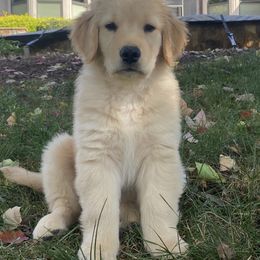 Golden Retriever Puppies from OPK Goldens