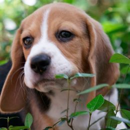 Beagles from Lokavi Beagles