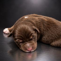Mars - Red tri-color male Australian Shepherd puppy in Fultonville, New York from Sandy Aussies, Mini Dachshunds & Pomeranians
