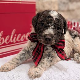 Jasper - Brown roan male Lagotto Romagnolo puppy in West Jordan, Utah from Salt Lake Lagotto