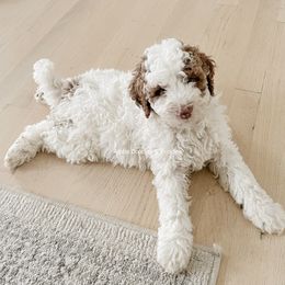 Australian Labradoodle, Goldendoodle, Labradoodle, and Poodle Puppies from Aloha Doodles & Poodles