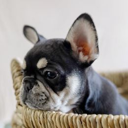 French Bulldog Puppies from Wind Ridge Frenchies