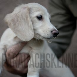 Sunny - Cream female Dachshund puppy in Visalia, California from Paradachs Kennels