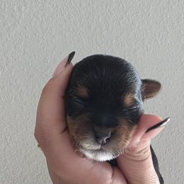 Pauly - Black and tan male Yorkshire Terrier puppy in Haines City, Florida from MF_Yorkies