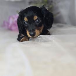 Twix - Black and tan female Dachshund puppy in Arthur, Illinois from Dachs and Poms