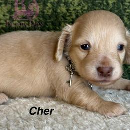 Cher - Cream female Dachshund puppy in Lexington, Oklahoma from BooneDox Miniature Dachshunds