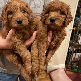 Goldendoodle Puppies from Teddy Doods
