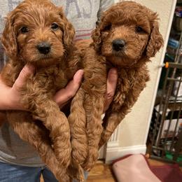 Goldendoodle Puppies from Teddy Doods