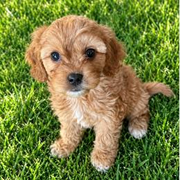 Kip - Apricot male Cavapoo puppy in St. Louis, Missouri from Sweet Snuggles Cavapoos