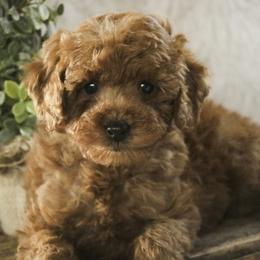 Farley - Red  male Poodle puppy in Etna Green, Indiana from Perfect Match Poodles