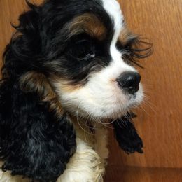 Cocker Spaniel Puppies from Flor Field