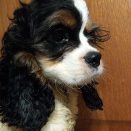 Cocker Spaniel Puppies from Flor Field