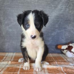 Clarke - Tri-color female Border Collie puppy in Gary, Indiana from Lake Ridge Border Collies