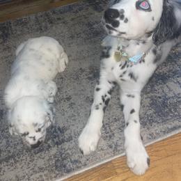 Dalmatian Puppies from Clarks 101 Dalmatians