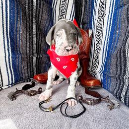 Xaden - Harlequin male Great Dane puppy in Climax, Michigan from Beaver Creek Danes