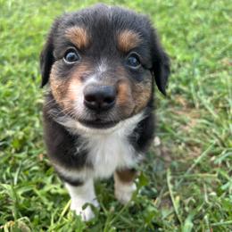 Lou - Black tri female Miniature Australian Shepherd puppy in Friend, Nebraska from Mid-Plains Mini Aussies
