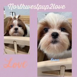 Emma - Shih Tzu