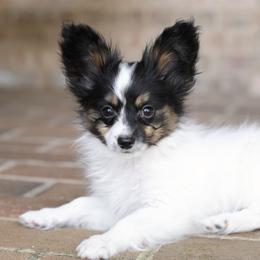 Taco - White black and tan male Papillon puppy in Boardman, Ohio from Taliaferro Kennel