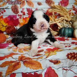 Waffle - Black tri female Miniature Australian Shepherd puppy in Muskogee, Oklahoma from Tagalong Lane Australian shepherds
