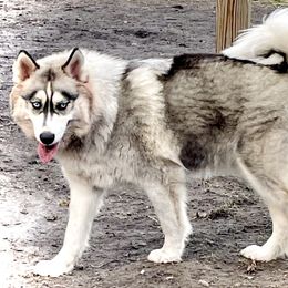 Daisy - Siberian Husky