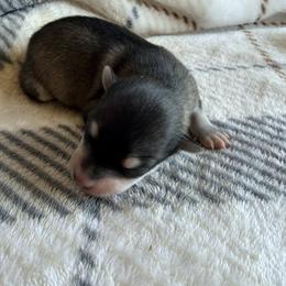 Frankie - Wolf sable male Pomsky puppy in Doon, Iowa from Luxury Pomsky