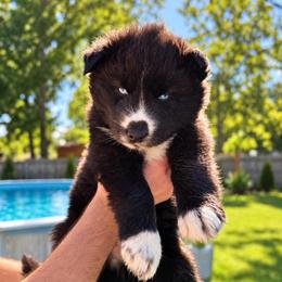 Ridoc - Black and white male Siberian Husky puppy in Oakwood, Ohio from Moonlight Siberian Huskies