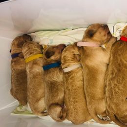 Goldendoodle Puppies from Clig Doodle Days