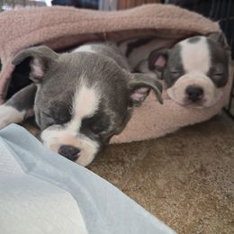 Boston Terrier Puppies from Aronow pups