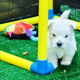 Summer baby 1 - White male West Highland White Terrier puppy in Hoschton, Georgia from AKC  Westie World