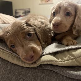 Dachshund Puppies from ESK’s River Valley Mini Doxies