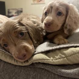 Dachshund Puppies from ESK’s River Valley Mini Doxies