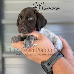 Minnow - Liver roan female German Shorthaired Pointer puppy in Six Mile, South Carolina from The Proper Pointer Co.