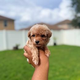 Leo - Apricot male Poodle puppy in Kissimmee, Florida from Poodles Are Mixy
