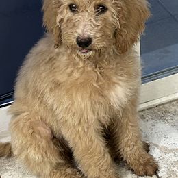 Bernedoodle Puppies from Bruce and Emma Doodles